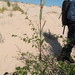 Salix planifolia tyrrellii - Photo (c) Eric Lamb, osa oikeuksista pidätetään (CC BY), uploaded by Eric Lamb
