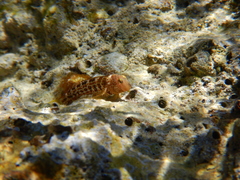 Microlipophrys canevae