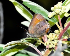 Callophrys muiri