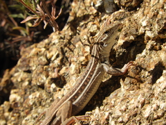 Aspidoscelis sonorae