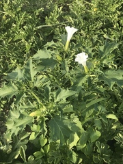 Datura stramonium