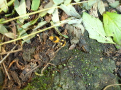 Dasymutilla munifica