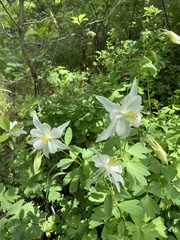 Aquilegia coerulea
