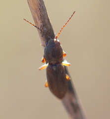 Cardiophorinae