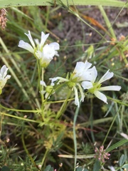 Limnanthes
