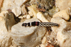 Helcystogramma rufescens