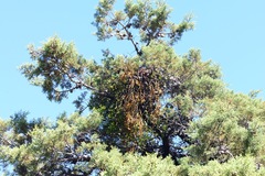 Phoradendron bolleanum