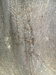 Liometopum occidentale