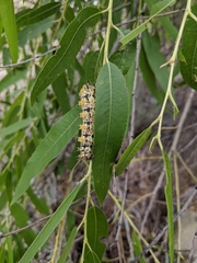 Hemileuca nevadensis