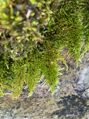 Homalothecium aeneum