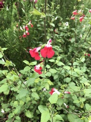 Angiospermae