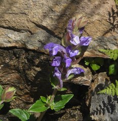 Scutellaria alpina