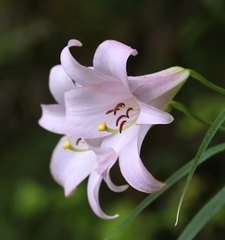 Lilium japonicum