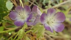 Phacelia davidsonii