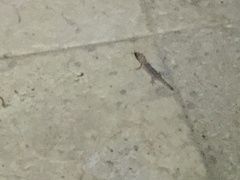 Hemidactylus