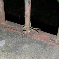 Polybetes rapidus