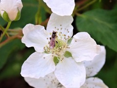 Sphegina