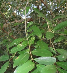 Tricalysia sonderiana