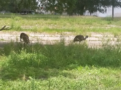 Grus canadensis image