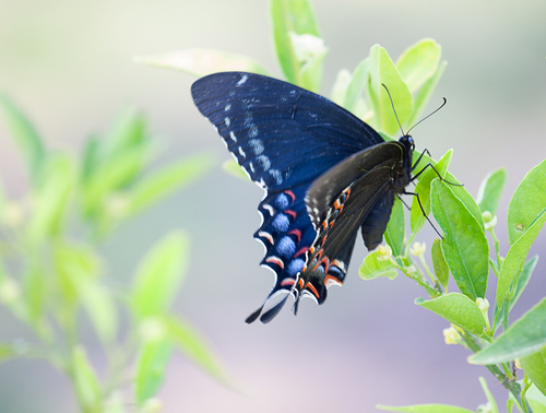 Magnificent Swallowtail