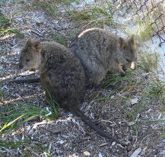 Setonix brachyurus