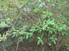 Tricalysia sonderiana