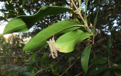Tricalysia sonderiana
