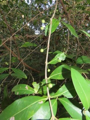 Tricalysia sonderiana
