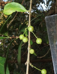 Tricalysia sonderiana
