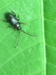 Aulacothorax copalina