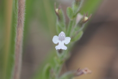 Hedeoma reverchonii serpyllifolia