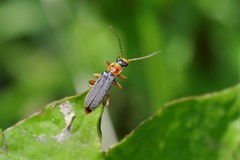 Cantharis lateralis