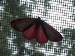 Tyria jacobaeae