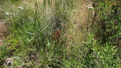 Rumex californicus