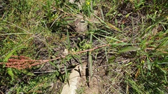 Rumex californicus