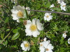 Rosa × pervirens