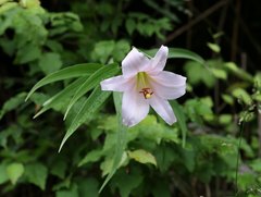 Lilium japonicum