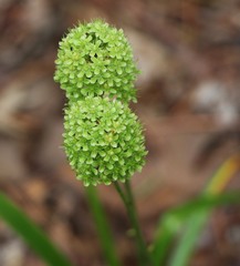 Amianthium