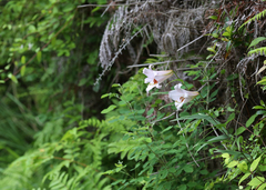 Lilium japonicum