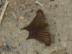 Hypanartia dione