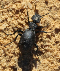 Meloe angulatus
