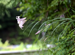 Lilium japonicum