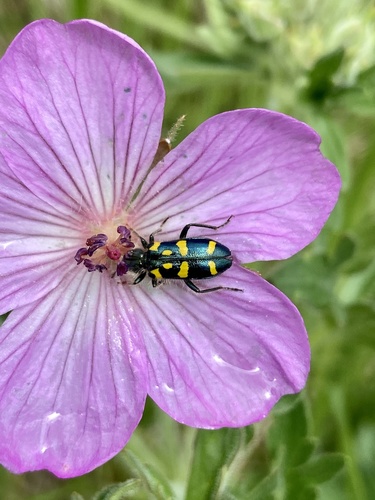 Ornate Checkered Beetle