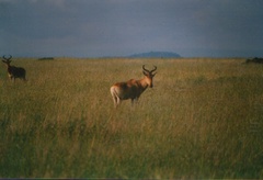 Alcelaphus buselaphus cokii