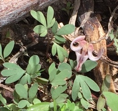 Dicentra uniflora
