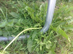 Taraxacum officinale