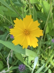 Coreopsis auriculata