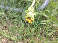 Taraxacum officinale