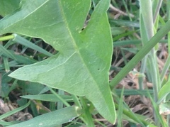 Taraxacum officinale