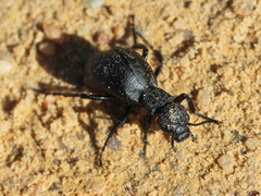 Meloe angulatus